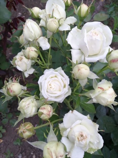  - Trandafiri 2020_2022 2023