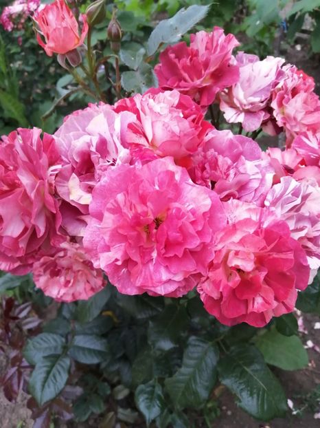  - Trandafiri 2020_2022 2023