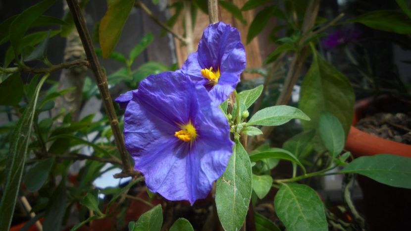 Solanum laciniata(rantonetii) - Splendori in gradina