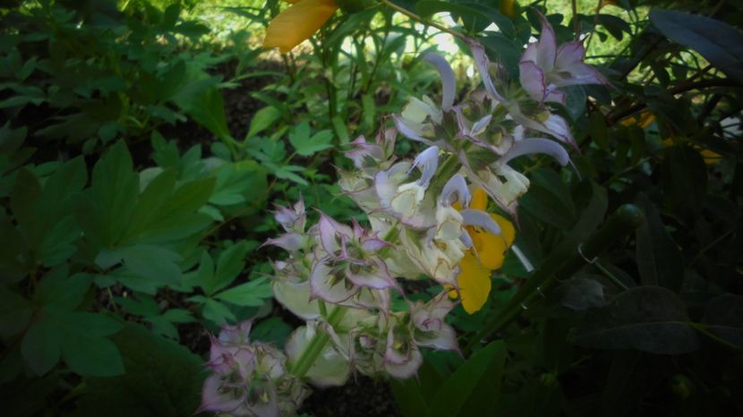 Salvia sclarea - Splendori in gradina
