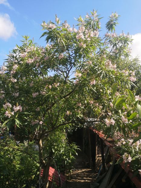 chitalpa - arbori ornamentali 2023