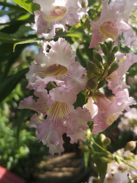  - arbori ornamentali 2023