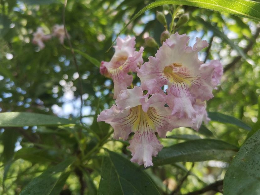  - arbori ornamentali 2023