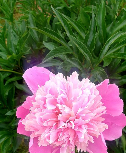  - Universul si Natura