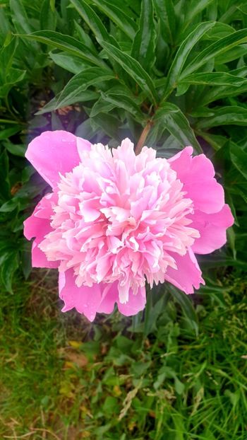  - Universul si Natura