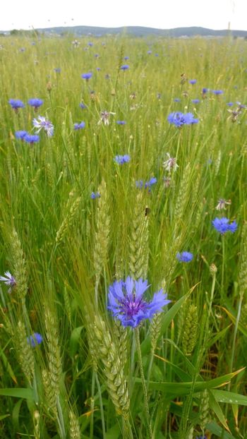  - Universul si Natura