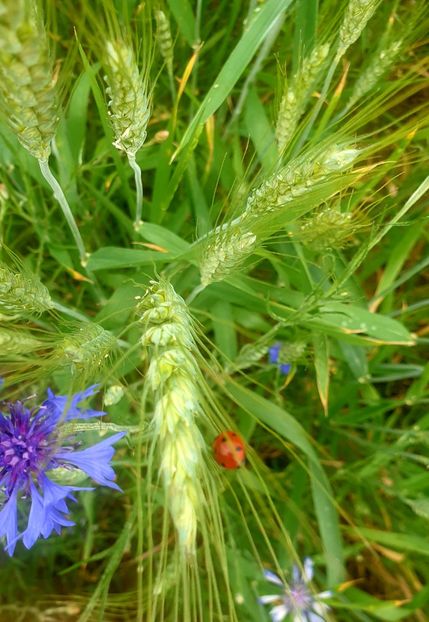  - Universul si Natura