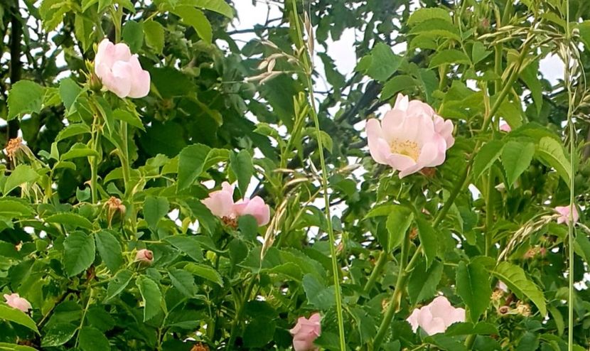  - Universul si Natura