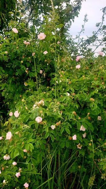  - Universul si Natura