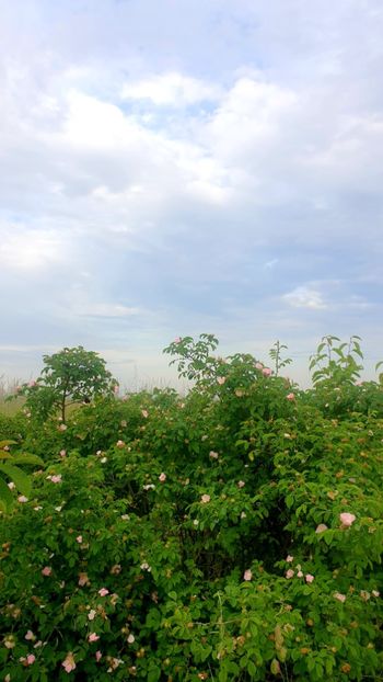  - Universul si Natura