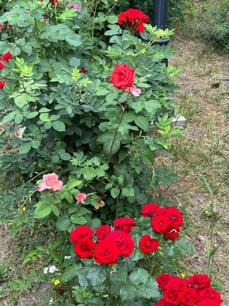 FBxdUFv3Pek3Dw3iHqUGVvIP504GS1pfn43QRmoPQMc=_plaintext_638223513877483106 - 0 0002 Gradina Roman 16 06 2023