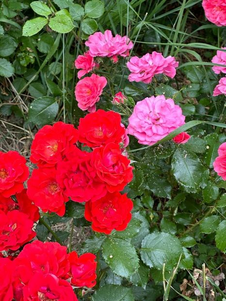 I3fg8fg3CBQmAfq_cg1h0PhDP9ZKaGcMkMxR_W4ED70=_plaintext_638223513899179049 - 0 0002 Gradina Roman 16 06 2023