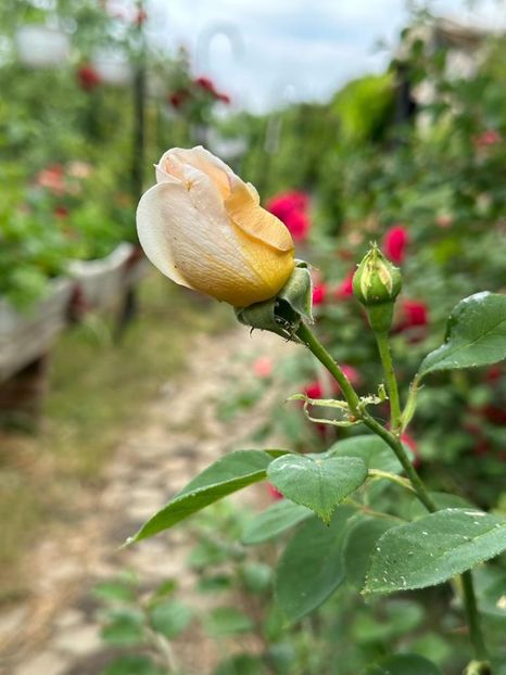 IMG-20230614-WA0097 - 0 0002 Gradina Roman 16 06 2023