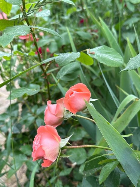 IMG-20230614-WA0103 - 0 0002 Gradina Roman 16 06 2023