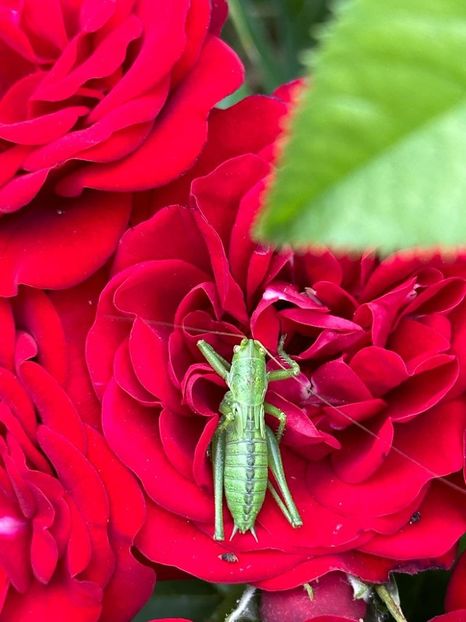 IMG-20230614-WA0106 - 0 0002 Gradina Roman 16 06 2023