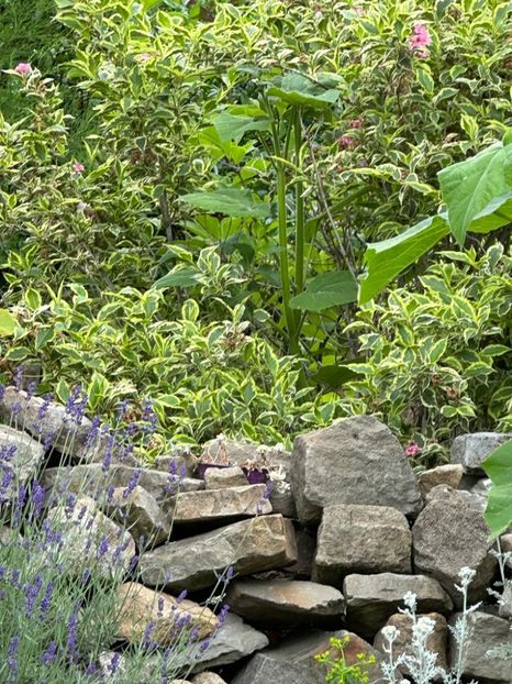 IMG-20230614-WA0110 - 0 0002 Gradina Roman 16 06 2023