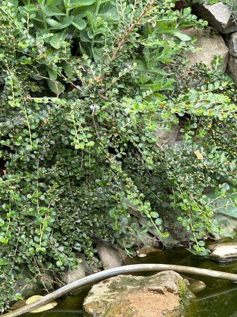 IMG-20230614-WA0112 - 0 0002 Gradina Roman 16 06 2023