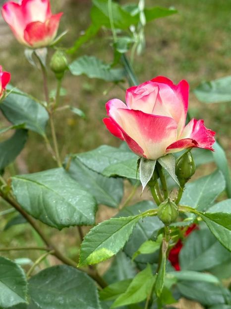 IMG-20230614-WA0113 - 0 0002 Gradina Roman 16 06 2023