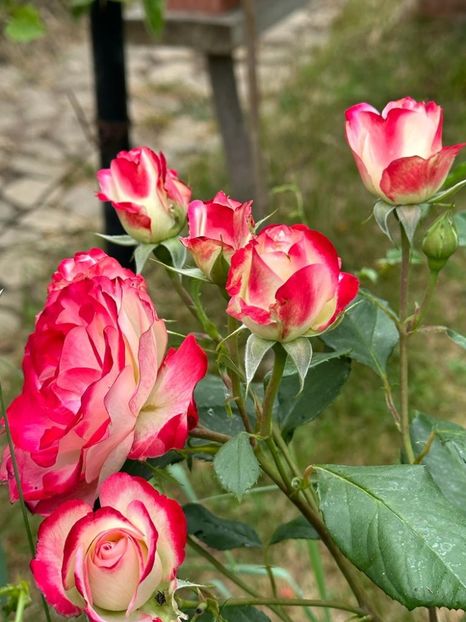 IMG-20230614-WA0114 - 0 0002 Gradina Roman 16 06 2023