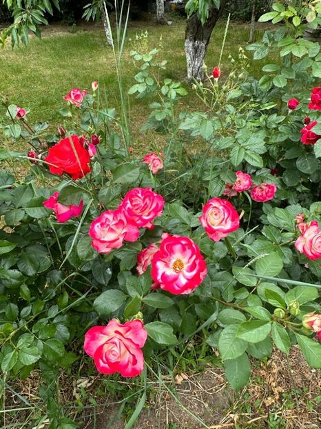 IMG-20230614-WA0116 - 0 0002 Gradina Roman 16 06 2023