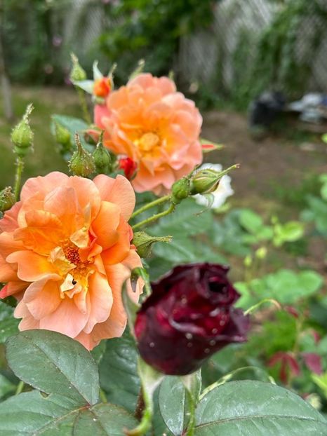 IMG-20230614-WA0121 - 0 0002 Gradina Roman 16 06 2023