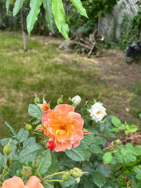 IMG-20230614-WA0122 - 0 0002 Gradina Roman 16 06 2023