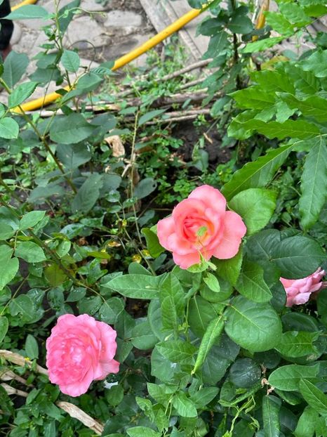 IMG-20230614-WA0124 - 0 0002 Gradina Roman 16 06 2023