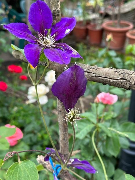 IMG-20230614-WA0125 - 0 0002 Gradina Roman 16 06 2023