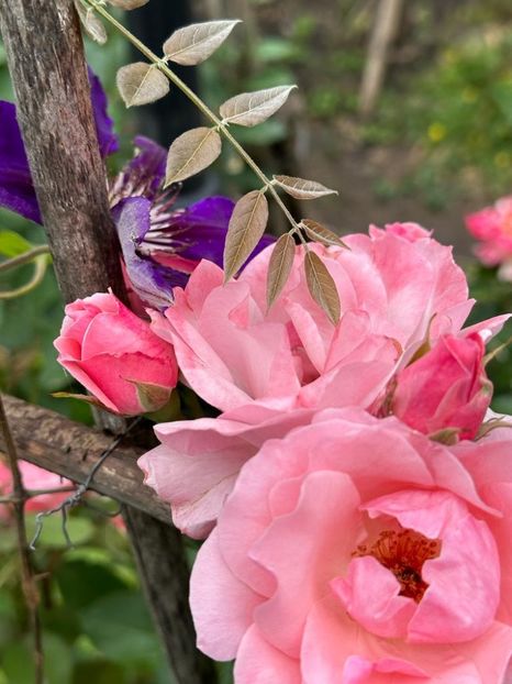 IMG-20230614-WA0126 - 0 0002 Gradina Roman 16 06 2023