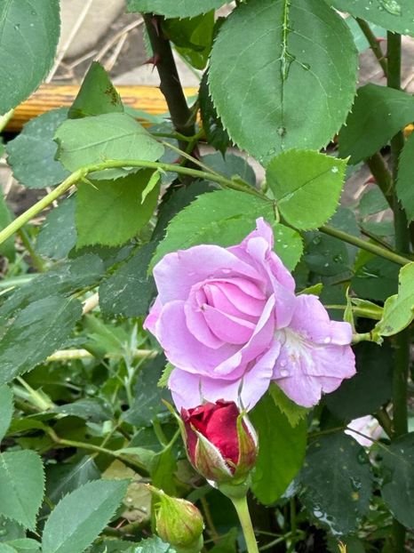 IMG-20230614-WA0132 - 0 0002 Gradina Roman 16 06 2023