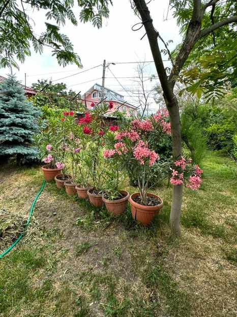 IMG-20230614-WA0137 - 0 0002 Gradina Roman 16 06 2023