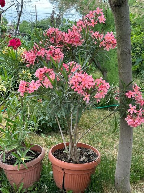 IMG-20230614-WA0139 - 0 0002 Gradina Roman 16 06 2023