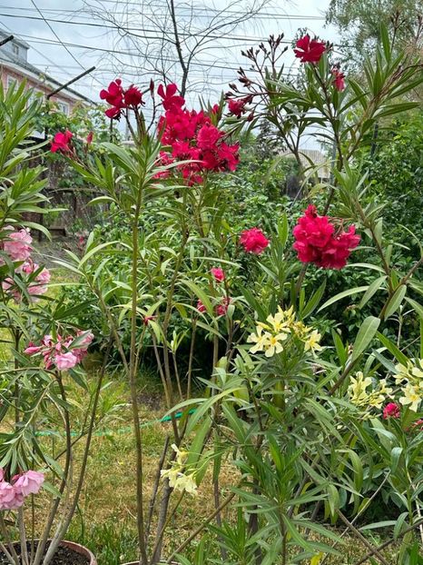 IMG-20230614-WA0140 - 0 0002 Gradina Roman 16 06 2023