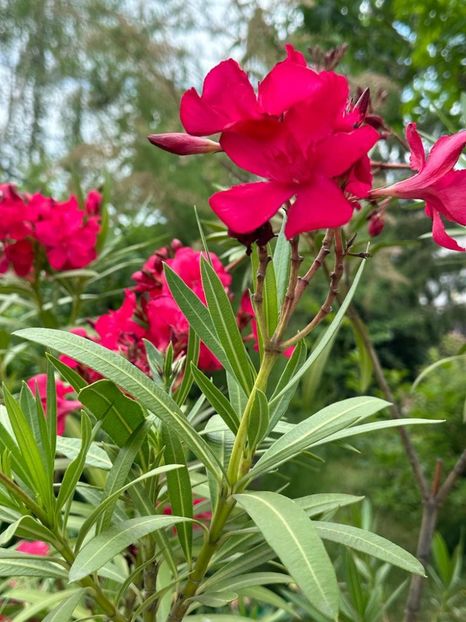 IMG-20230614-WA0143 - 0 0002 Gradina Roman 16 06 2023