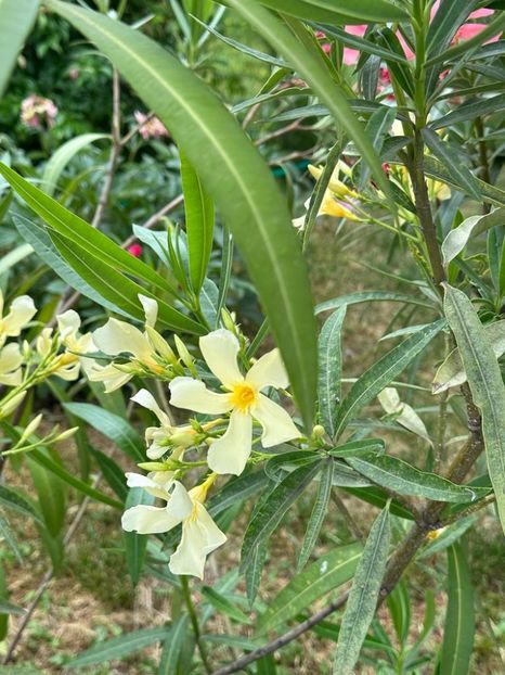 IMG-20230614-WA0144 - 0 0002 Gradina Roman 16 06 2023