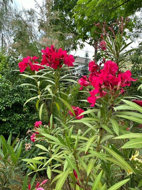 IMG-20230614-WA0146 - 0 0002 Gradina Roman 16 06 2023