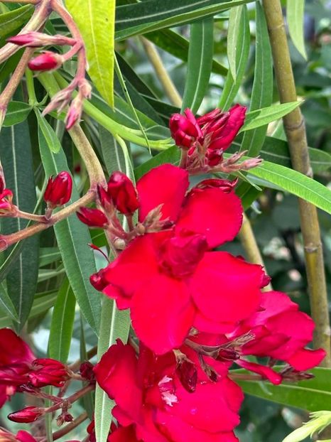 IMG-20230614-WA0149 - 0 0002 Gradina Roman 16 06 2023