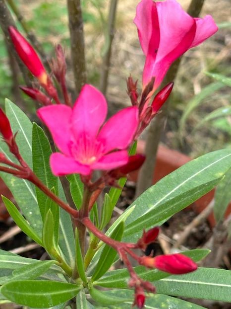 IMG-20230614-WA0150 - 0 0002 Gradina Roman 16 06 2023