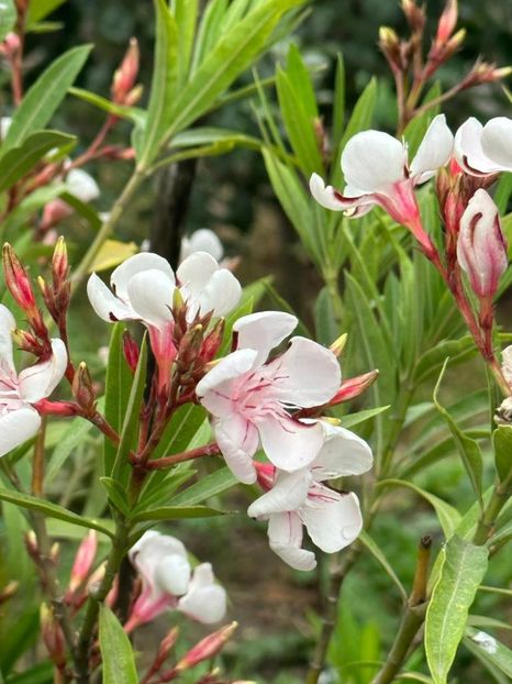 IMG-20230614-WA0152 - 0 0002 Gradina Roman 16 06 2023