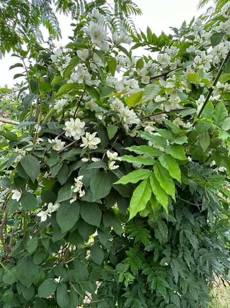 IMG-20230614-WA0154 - 0 0002 Gradina Roman 16 06 2023