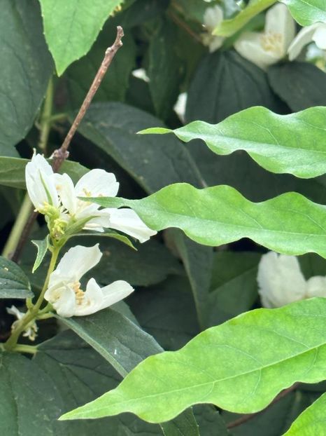 IMG-20230614-WA0155 - 0 0002 Gradina Roman 16 06 2023