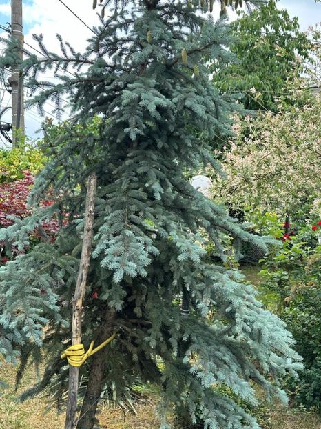 IMG-20230614-WA0156 - 0 0002 Gradina Roman 16 06 2023