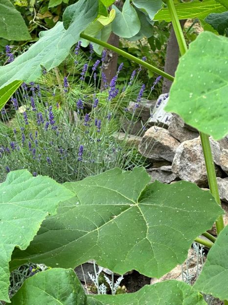 IMG-20230614-WA0159 - 0 0002 Gradina Roman 16 06 2023