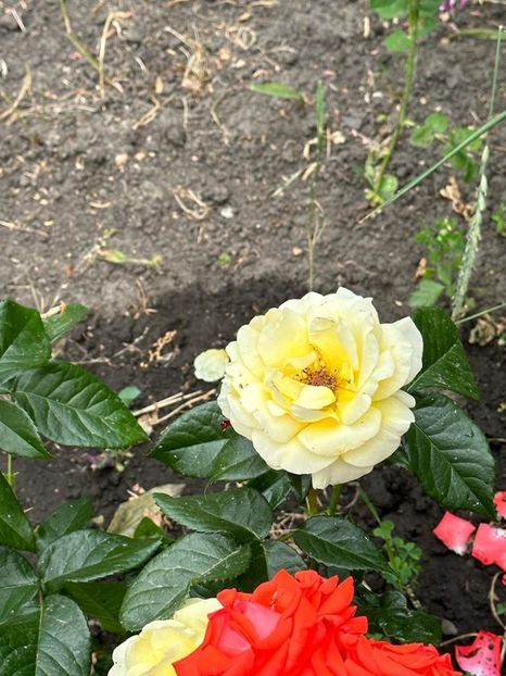 JhZosLtOtEk1b1UkQBgrJ6-CnK_IVcCgxE5gZJBndaU=_plaintext_638223515172872500 - 0 0002 Gradina Roman 16 06 2023