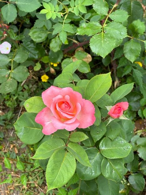 Lf4T88Rm3UBDqgHzj7Uyll1GMXMDKKSzntR1JTfWhhA=_plaintext_638223513881937026 - 0 0002 Gradina Roman 16 06 2023