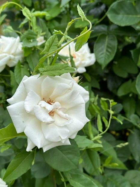 PogDjzfvt_JAbeL1FUEJ6RdmqfP8N5G1KBB3OQBBbh0=_plaintext_638223514823817877 - 0 0002 Gradina Roman 16 06 2023