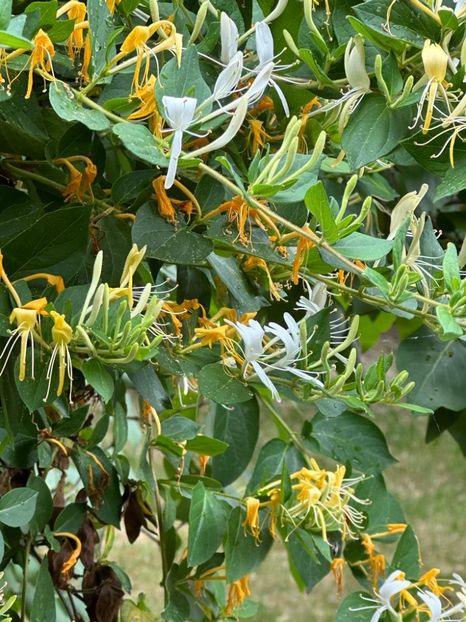 WCy3Y_tvCaglE2QafkLhPSDAo3-0x5sR0ilwJyUSq4g=_plaintext_638223513863130149 - 0 0002 Gradina Roman 16 06 2023