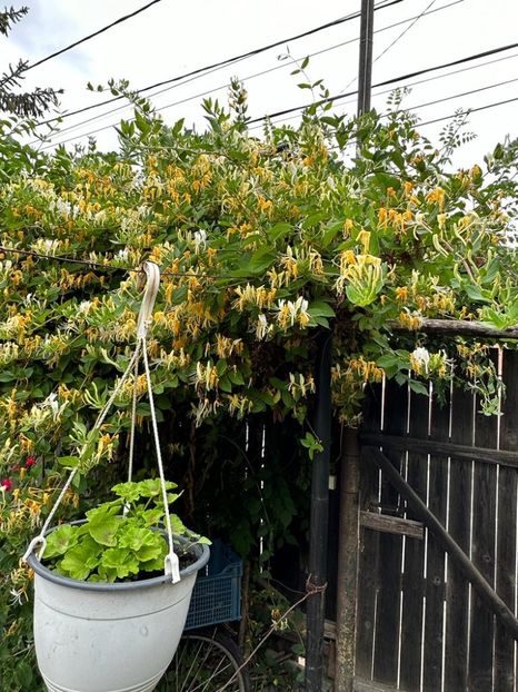 WQhJgfO2xSMu4K0NfaROMt_YIu0nctA-VGjE55g3Y_U=_plaintext_638223513863370145 - 0 0002 Gradina Roman 16 06 2023