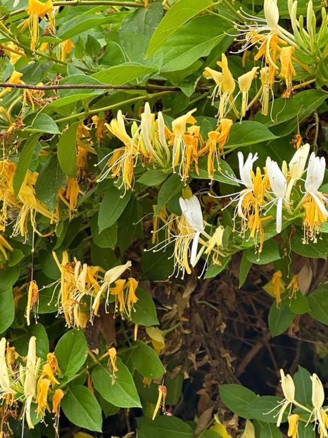 X-Tdzk9a20OYb2WhG-ONpRIYlY7SuvG74-BiJc-D0hE=_plaintext_638223513865188646 - 0 0002 Gradina Roman 16 06 2023