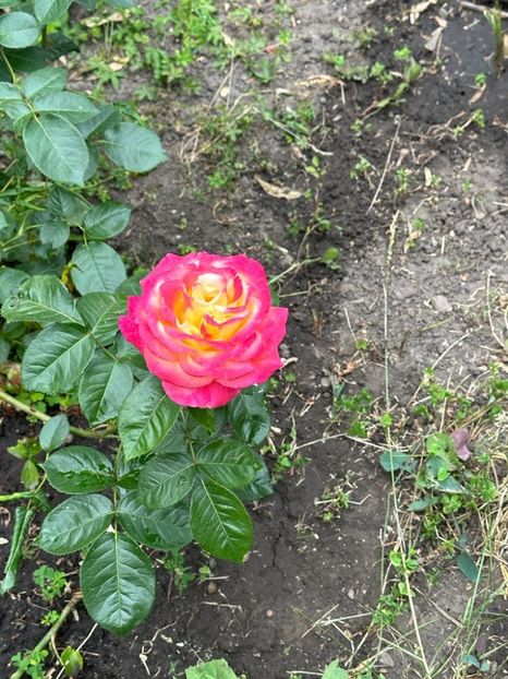 Xwmr8kkfoivaGhRbCRwZFLxP5u8dS5dvkO0nB1N2NBQ=_plaintext_638223515162166122 - 0 0002 Gradina Roman 16 06 2023